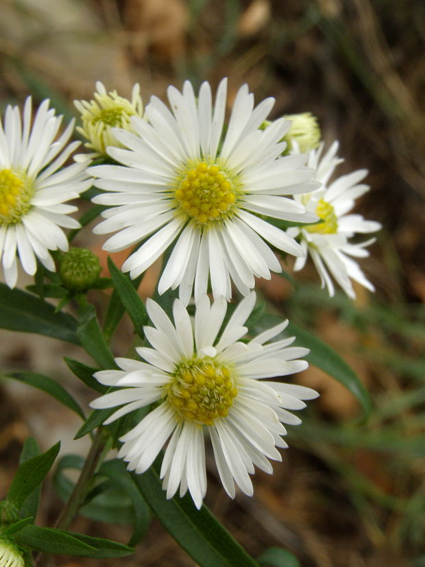 astra kopijovitolistá Aster lanceolatus Willd.