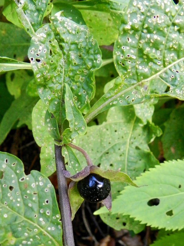 ľuľkovec zlomocný Atropa bella-donna L.