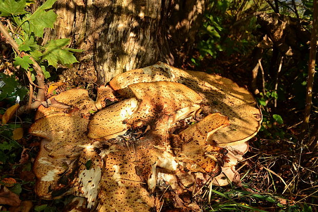 trúdnik šupinatý Cerioporus squamosus (Huds.) Quél.