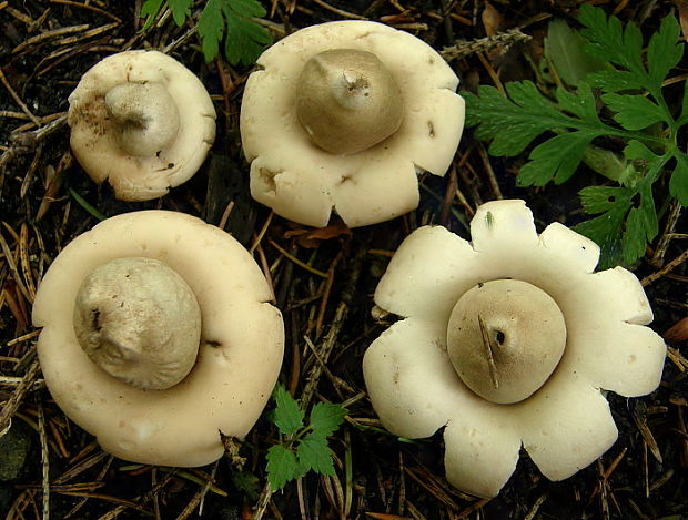 hviezdovka strapkatá Geastrum fimbriatum Fr.