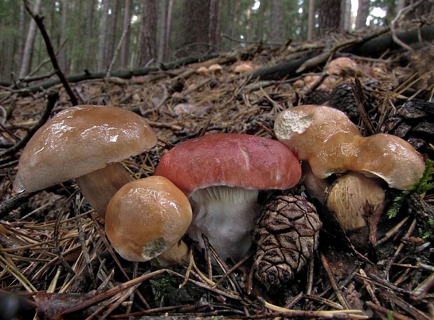 sliziak ružový Gomphidius roseus (Fr.) Oudem.