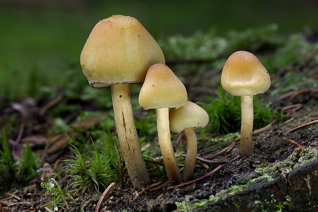 strapcovka zväzkovitá Hypholoma fasciculare (Huds.) P. Kumm.