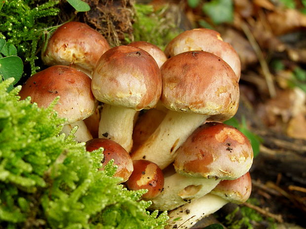 strapcovka tehlovočervená Hypholoma lateritium (Schaeff.) P. Kumm.