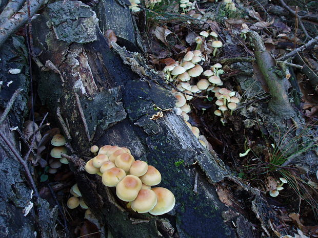 strapcovka Hypholoma sp.