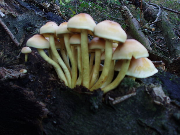 strapcovka Hypholoma sp.