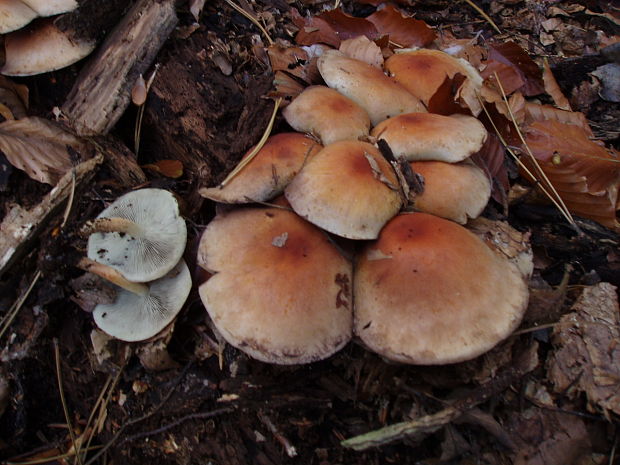 strapcovka Hypholoma sp.