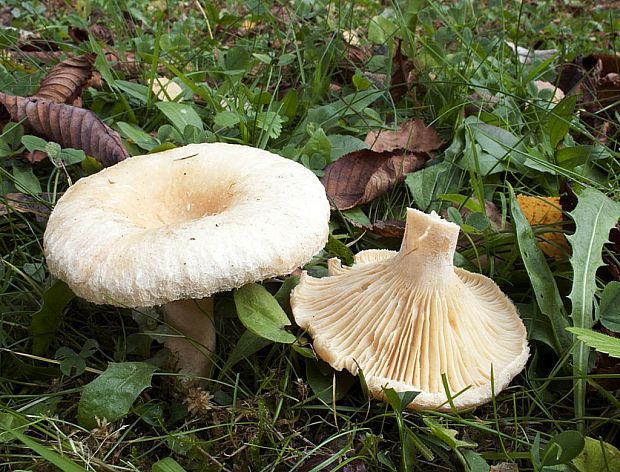 rýdzik chĺpkatý Lactarius pubescens (Fr.) Fr.