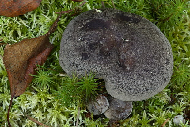 rýdzik Lactarius sp.