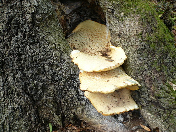 trudnik šupinaty Laetiporus sulphureus (Bull.) Murrill