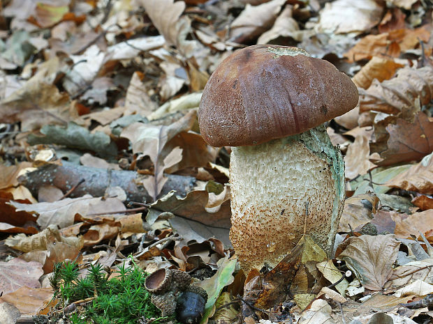 kozák dubový Leccinum aurantiacum (Bull.) Gray