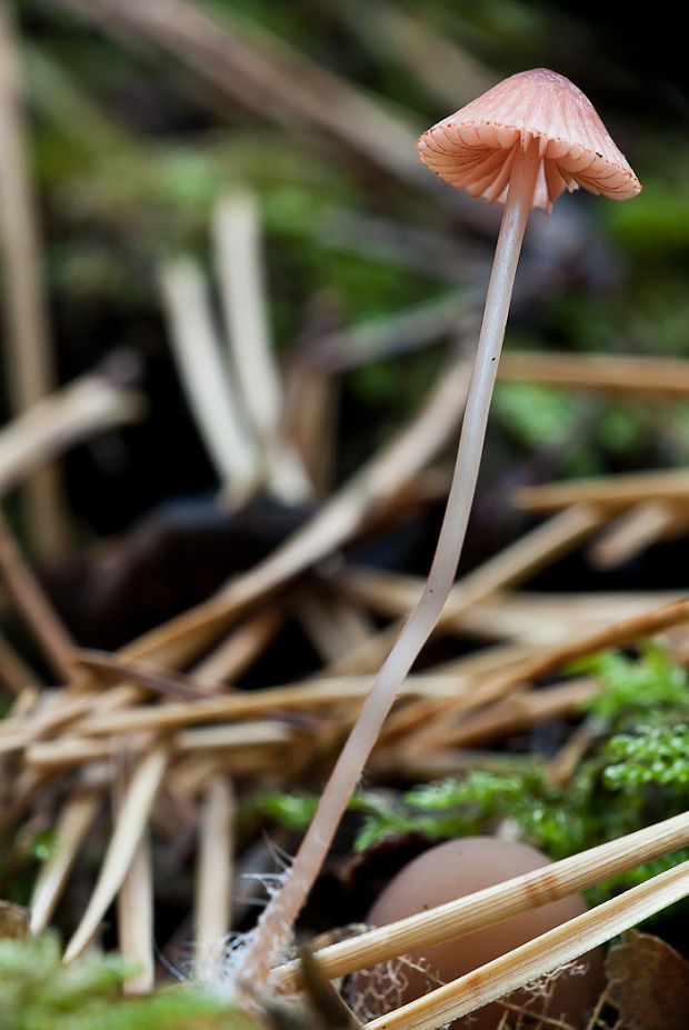 prilbička červenoobrúbená Mycena rubromarginata (Fr.) P. Kumm.