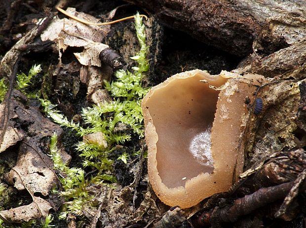 čiaška Peziza sp.