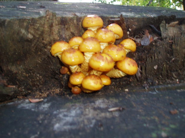 šupinovka Pholiota sp.