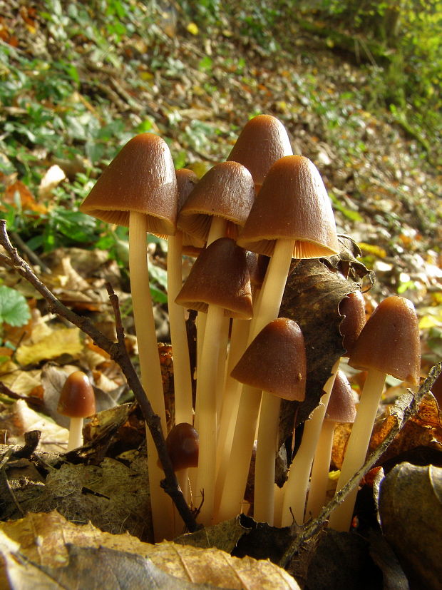 drobulka velká Psathyrella conopilus (Fr.) A. Pearson & Dennis