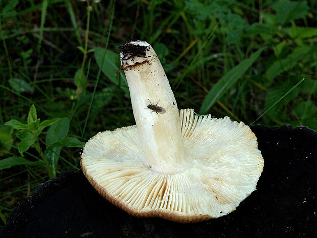 plávka rôznofarebná Russula cf.versicolor