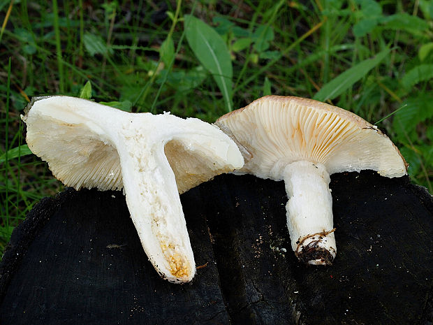 plávka rôznofarebná Russula cf.versicolor