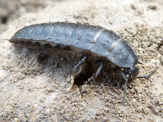 zdochlinár obyčajný - larva Silpha obscura