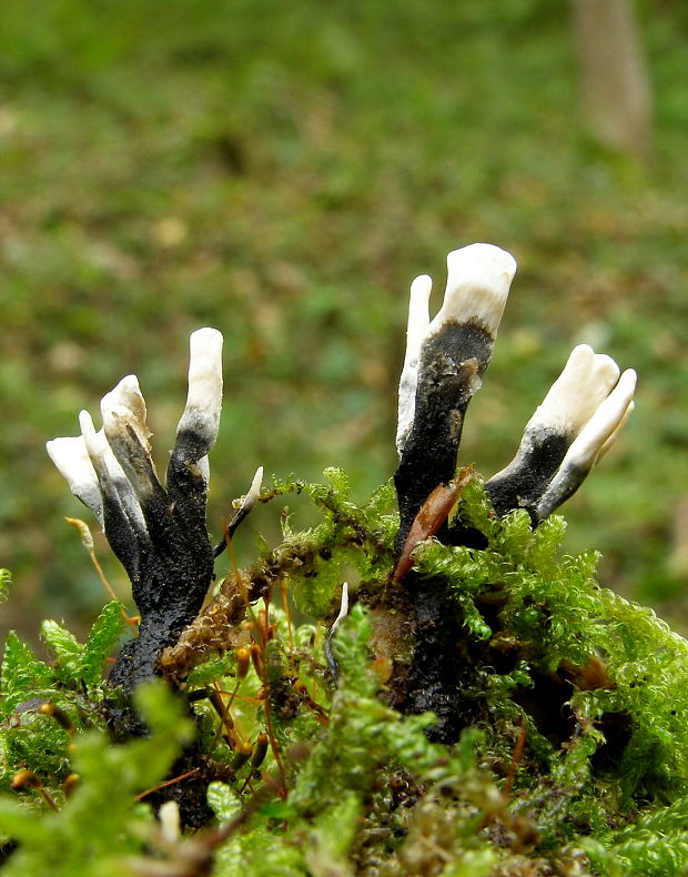 drevnatec parohatý Xylaria hypoxylon (L.) Grev.