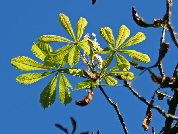 pagaštan konský Aesculus hippocastanum L.