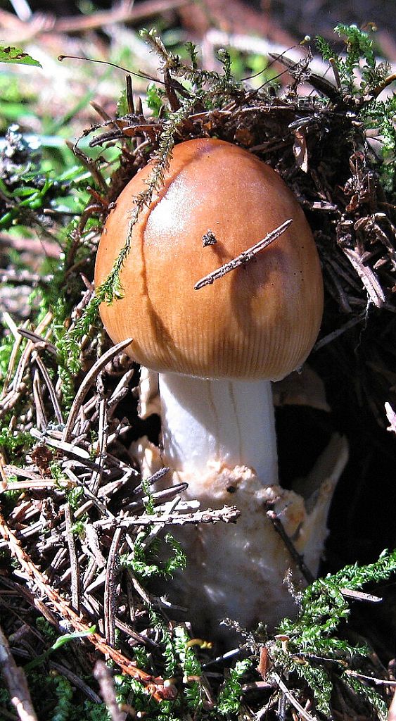 muchotrávka plavohnedá Amanita fulva Fr.