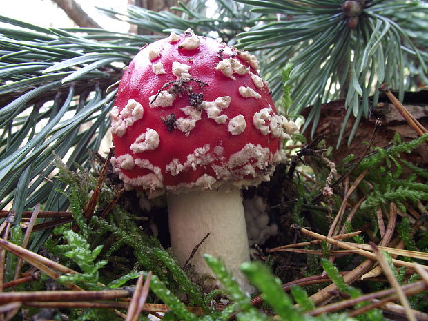 muchotrávka červená Amanita muscaria (L.) Lam.