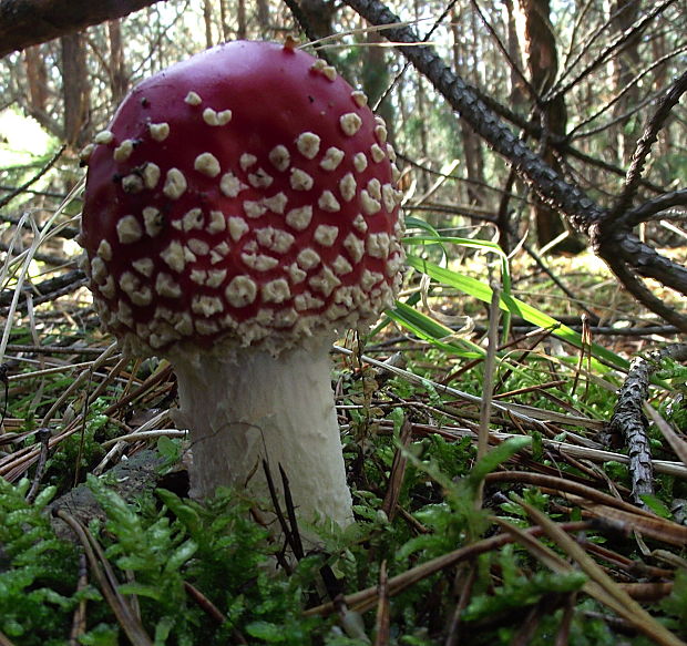 muchotrávka červená Amanita muscaria (L.) Lam.