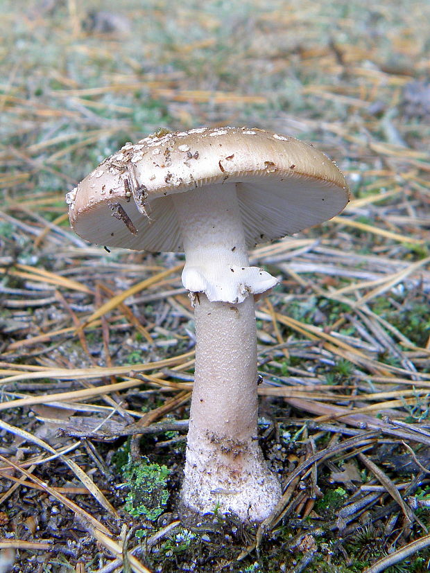 muchotrávka červenkastá Amanita rubescens Pers.