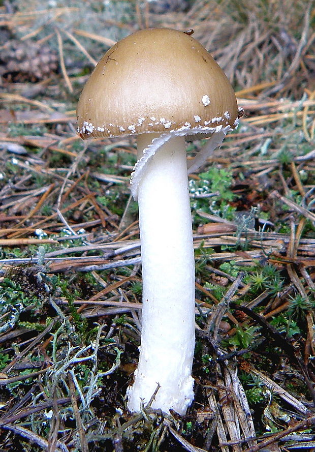 muchotrávka Amanita sp.