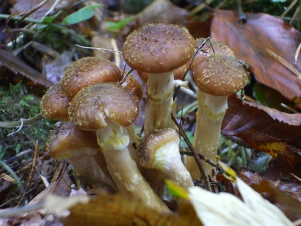 podpňovka Armillaria sp.