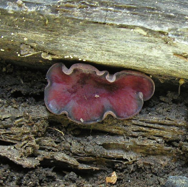 vrtidlovka veľkovýtrusná Ascocoryne cylichnium (Tul.) Korf