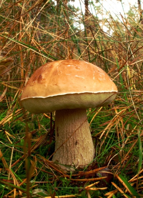 hríb smrekový Boletus edulis Bull.