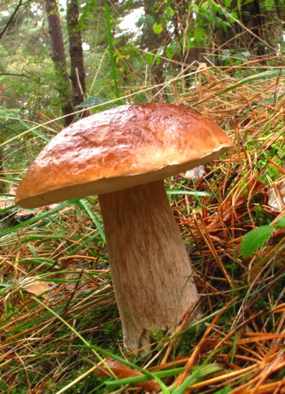 hríb smrekový Boletus edulis Bull.