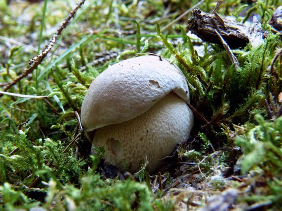 hríb smrekový Boletus edulis Bull.