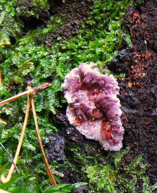 pevníkovec purpurový Chondrostereum purpureum (Pers.) Pouzar