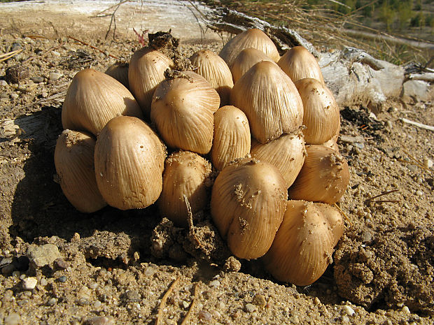 hnojník ligotavý Coprinellus micaceus (Bull.) Vilgalys, Hopple & Jacq. Johnson