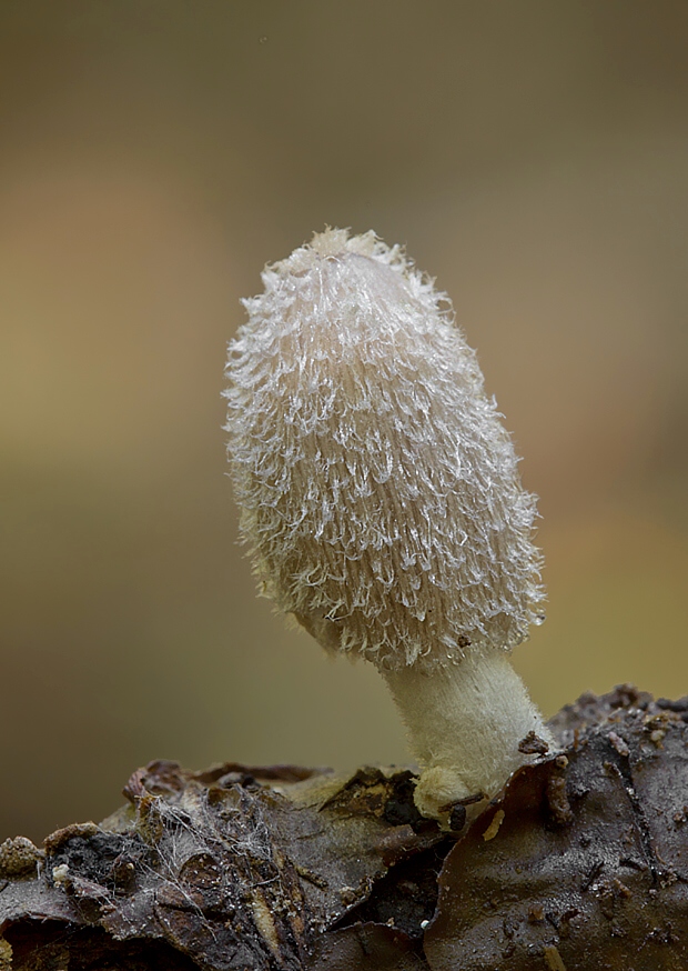 hnojník Coprinopsis sp.