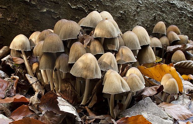 hnojník Coprinus sp.