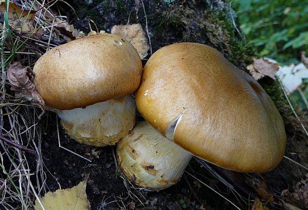 pavučinovec slamovožltý Cortinarius triumphans Fr.