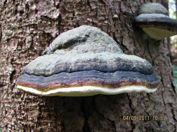 práchnovec kopytovitý ? Fomes fomentarius (L.) J.J. Kickx