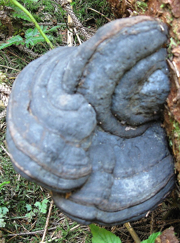 práchnovec kopytovitý ? Fomes fomentarius (L.) J.J. Kickx