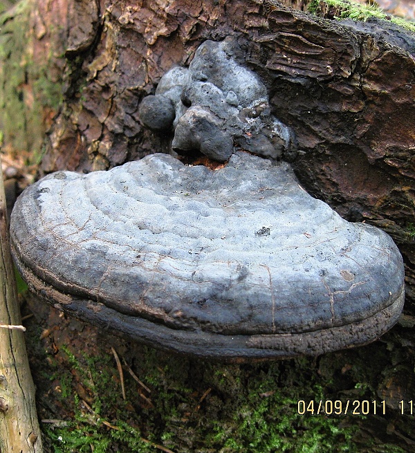 práchnovec kopytovitý ? Fomes fomentarius (L.) J.J. Kickx