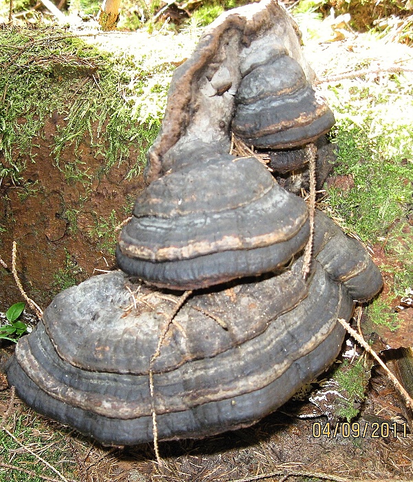 práchnovec kopytovitý ? Fomes fomentarius (L.) J.J. Kickx