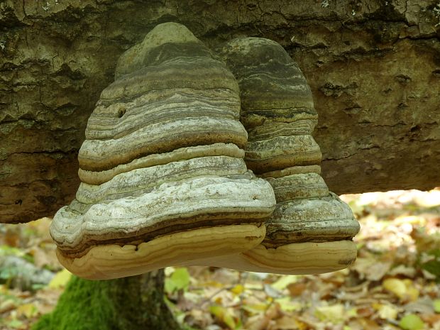 práchnovček pásikavý Fomitopsis pinicola (Sw.) P. Karst.