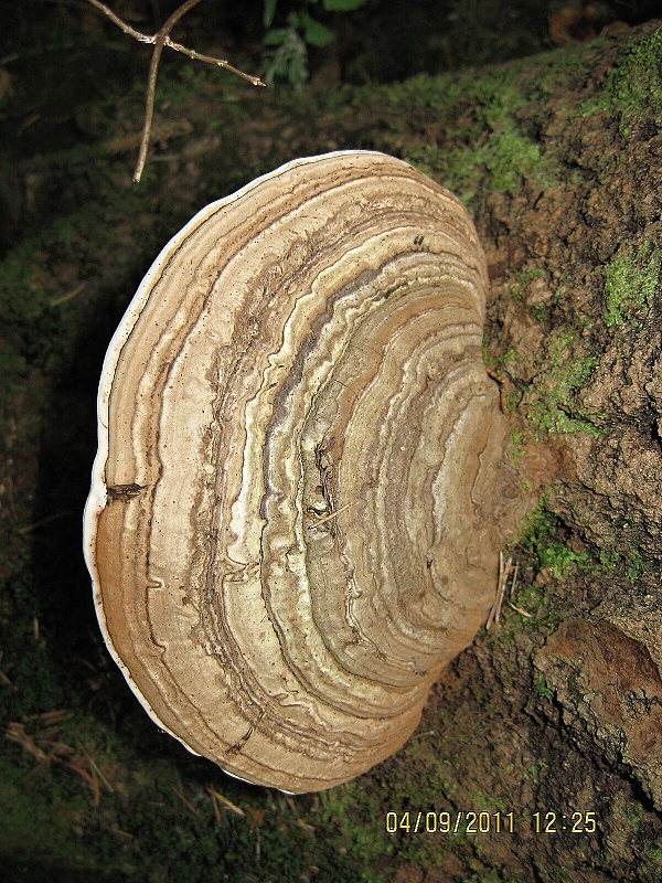 lesklokôrovka plochá Ganoderma applanatum (Pers.) Pat.