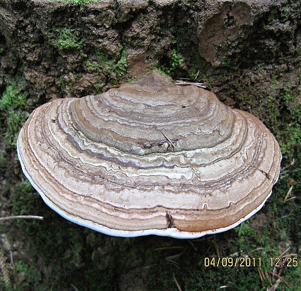 lesklokôrovka plochá Ganoderma applanatum (Pers.) Pat.