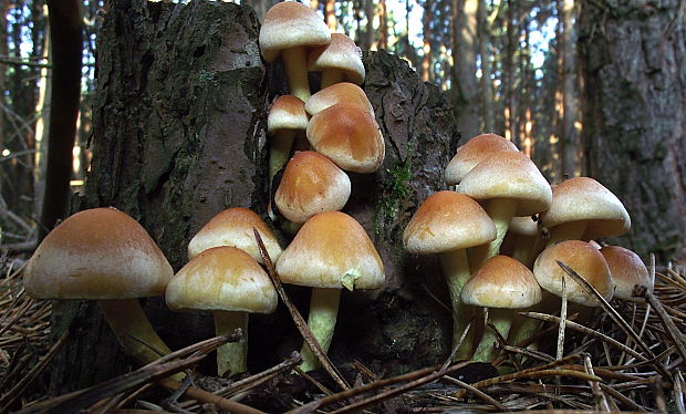 strapcovka zväzkovitá Hypholoma fasciculare (Huds.) P. Kumm.