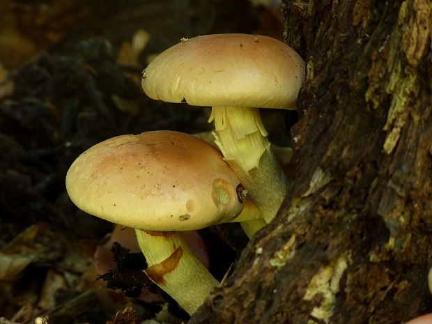 strapcovka tehlovočervená Hypholoma lateritium (Schaeff.) P. Kumm.