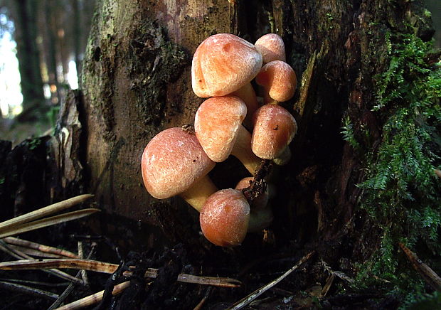 strapcovka tehlovočervená Hypholoma lateritium (Schaeff.) P. Kumm.