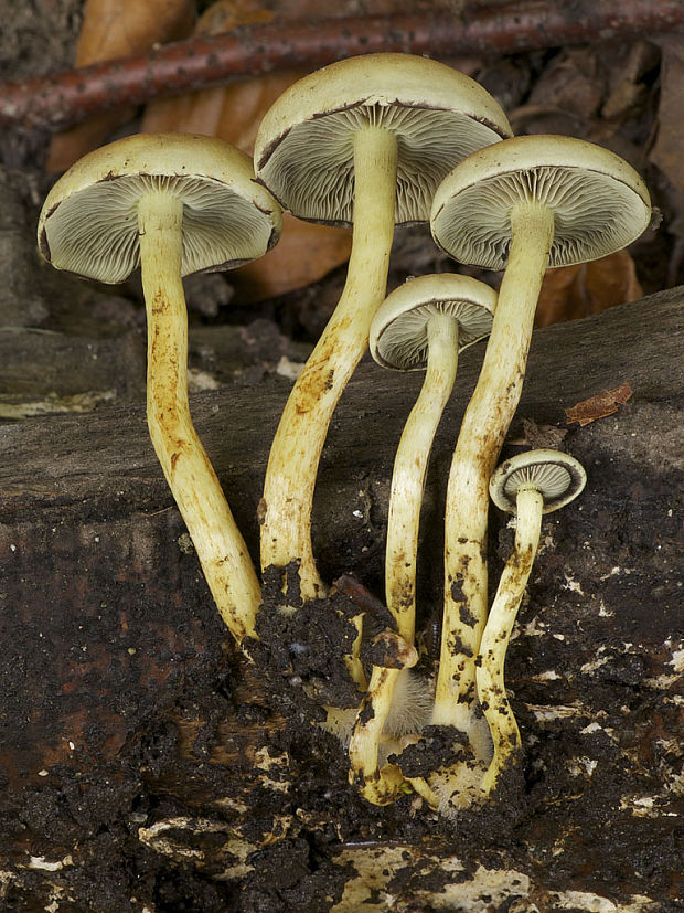 strapcovka Hypholoma sp.