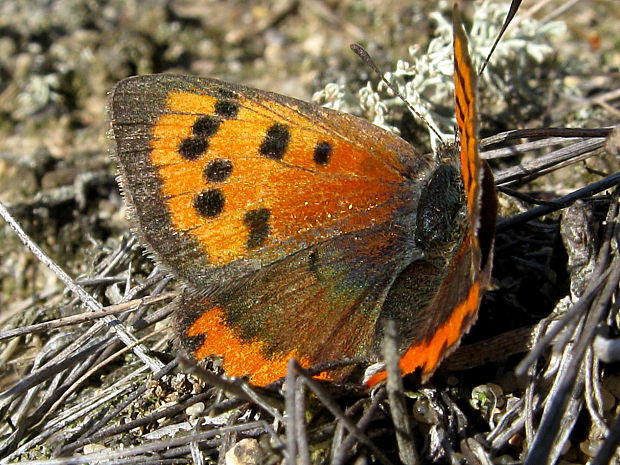 ohniváčik čiernokrídly/ohniváček černokřídlý Lycaena phlaeas